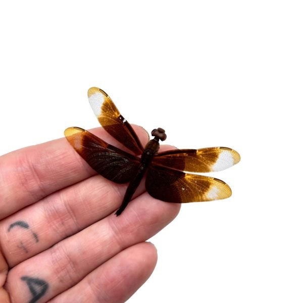 Fulvous Forest Skimmer Dragonfly (Neurothemis fulvia) (M) - TaxidermyArtistry Fulvous Forest Skimmer Dragonfly (Neurothemis fulvia) (M) - TaxidermyArtistry