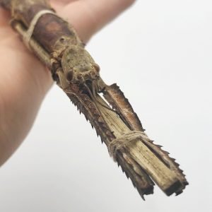 Giant Asian Stick Bug Insect (Tirachoidea westwoodi) - TaxidermyArtistry