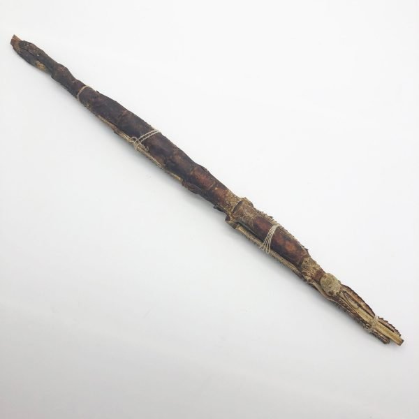 Giant Asian Stick Bug Insect (Tirachoidea westwoodi) - TaxidermyArtistry Giant Asian Stick Bug Insect (Tirachoidea westwoodi) - TaxidermyArtistry