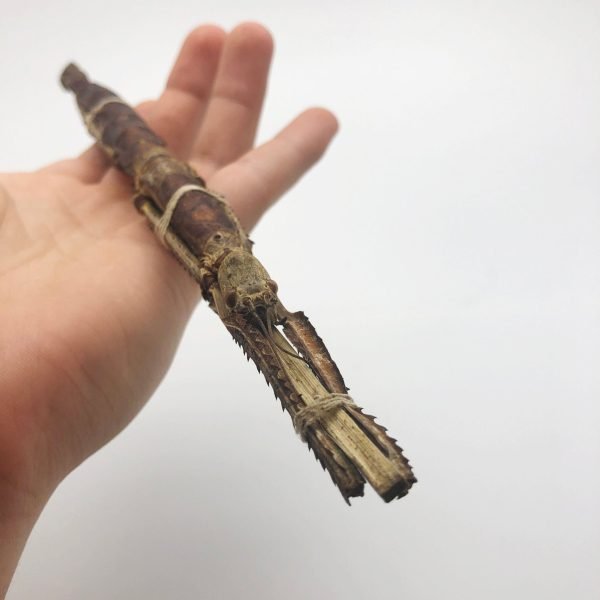 Giant Asian Stick Bug Insect (Tirachoidea westwoodi) - TaxidermyArtistry Giant Asian Stick Bug Insect (Tirachoidea westwoodi) - TaxidermyArtistry