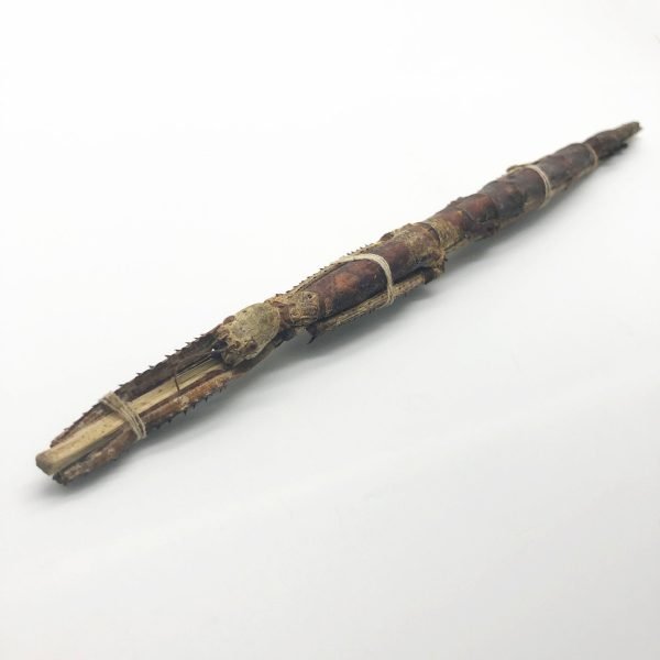 Giant Asian Stick Bug Insect (Tirachoidea westwoodi) - TaxidermyArtistry Giant Asian Stick Bug Insect (Tirachoidea westwoodi) - TaxidermyArtistry