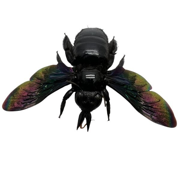 Giant Black Tropical Carpenter Bee Xylocopa Latipes (F) - TaxidermyArtistry Giant Black Tropical Carpenter Bee Xylocopa Latipes (F) - TaxidermyArtistry