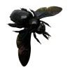 Giant Black Tropical Carpenter Bee Xylocopa Latipes (F) - TaxidermyArtistry Giant Black Tropical Carpenter Bee Xylocopa Latipes (F) - TaxidermyArtistry