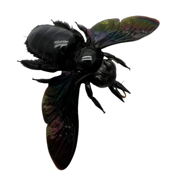 Giant Black Tropical Carpenter Bee Xylocopa Latipes (F) - TaxidermyArtistry Giant Black Tropical Carpenter Bee Xylocopa Latipes (F) - TaxidermyArtistry