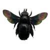 Giant Black Tropical Carpenter Bee Xylocopa Latipes (F) - TaxidermyArtistry Giant Black Tropical Carpenter Bee Xylocopa Latipes (F) - TaxidermyArtistry