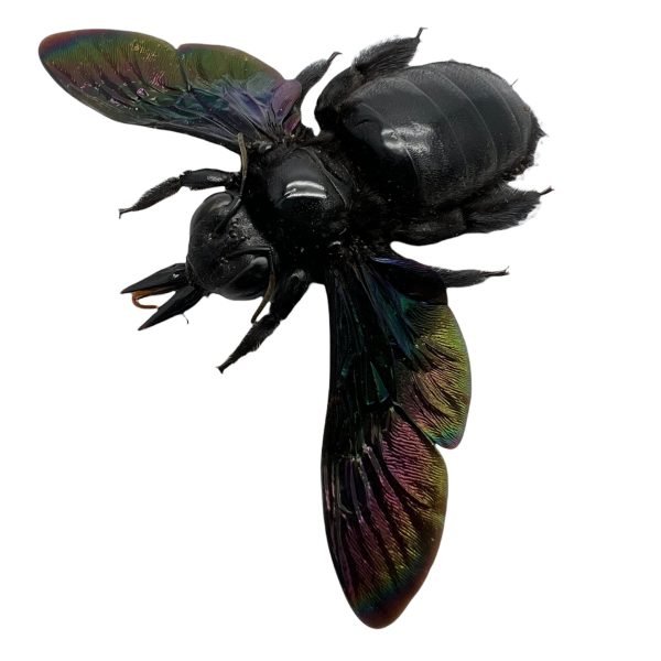Giant Black Tropical Carpenter Bee Xylocopa Latipes (F) - TaxidermyArtistry Giant Black Tropical Carpenter Bee Xylocopa Latipes (F) - TaxidermyArtistry