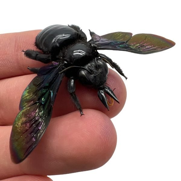 Giant Black Tropical Carpenter Bee Xylocopa Latipes (F) - TaxidermyArtistry Giant Black Tropical Carpenter Bee Xylocopa Latipes (F) - TaxidermyArtistry
