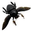 Giant Black Tropical Carpenter Bee Xylocopa Latipes (M) - TaxidermyArtistry Giant Black Tropical Carpenter Bee Xylocopa Latipes (M) - TaxidermyArtistry
