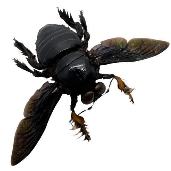 Giant Black Tropical Carpenter Bee Xylocopa Latipes (M) - TaxidermyArtistry Giant Black Tropical Carpenter Bee Xylocopa Latipes (M) - TaxidermyArtistry