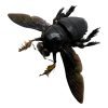 Giant Black Tropical Carpenter Bee Xylocopa Latipes (M) - TaxidermyArtistry Giant Black Tropical Carpenter Bee Xylocopa Latipes (M) - TaxidermyArtistry