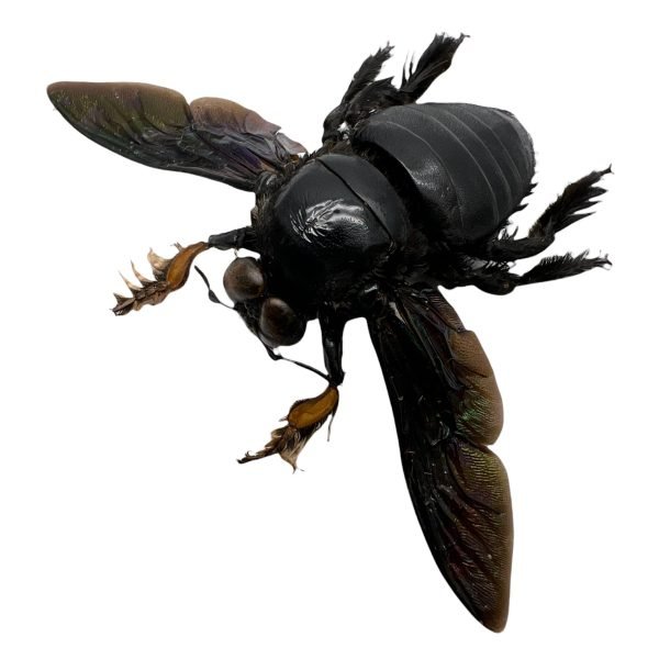 Giant Black Tropical Carpenter Bee Xylocopa Latipes (M) - TaxidermyArtistry Giant Black Tropical Carpenter Bee Xylocopa Latipes (M) - TaxidermyArtistry