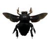 Giant Black Tropical Carpenter Bee Xylocopa Latipes (M) - TaxidermyArtistry Giant Black Tropical Carpenter Bee Xylocopa Latipes (M) - TaxidermyArtistry