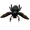 Giant Black Tropical Carpenter Bee Xylocopa Latipes (M) - TaxidermyArtistry Giant Black Tropical Carpenter Bee Xylocopa Latipes (M) - TaxidermyArtistry