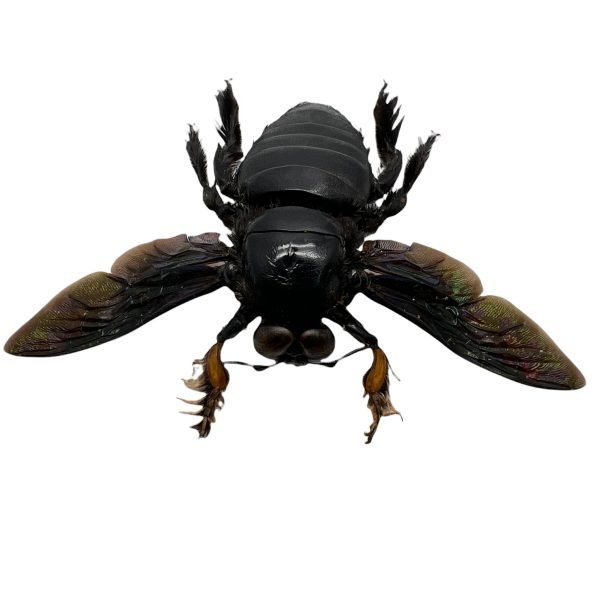 Giant Black Tropical Carpenter Bee Xylocopa Latipes (M) - TaxidermyArtistry Giant Black Tropical Carpenter Bee Xylocopa Latipes (M) - TaxidermyArtistry