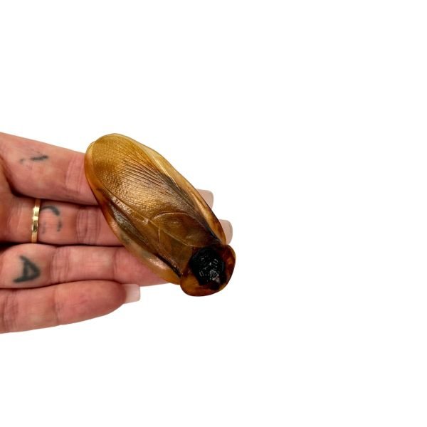 Giant Cave, Brazillian Cockroach (Blaberus giganteus) - TaxidermyArtistry