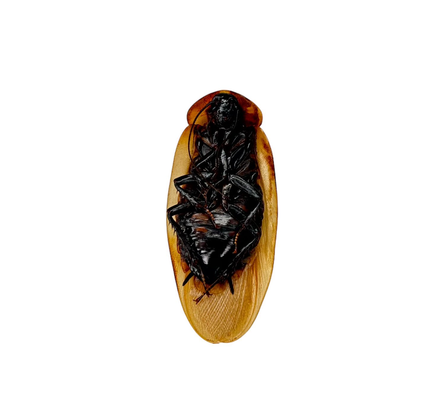 Giant Cave, Brazillian Cockroach (Blaberus giganteus)