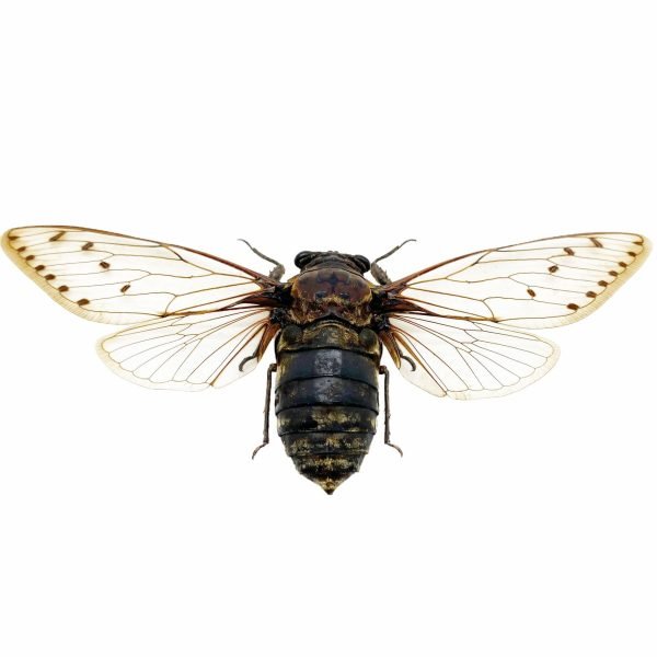 Giant Cicada (Pomponia merula) (16-18cm) - TaxidermyArtistry Giant Cicada (Pomponia merula) (16-18cm) - TaxidermyArtistry