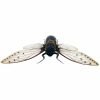 Giant Cicada (Pomponia merula) (16-18cm) - TaxidermyArtistry Giant Cicada (Pomponia merula) (16-18cm) - TaxidermyArtistry