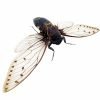 Giant Cicada (Pomponia merula) (16-18cm) - TaxidermyArtistry Giant Cicada (Pomponia merula) (16-18cm) - TaxidermyArtistry