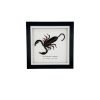 Giant Forest Scorpion (Heterometrus cyaneus) Framed Specimen - TaxidermyArtistry Giant Forest Scorpion (Heterometrus cyaneus) Framed Specimen - TaxidermyArtistry