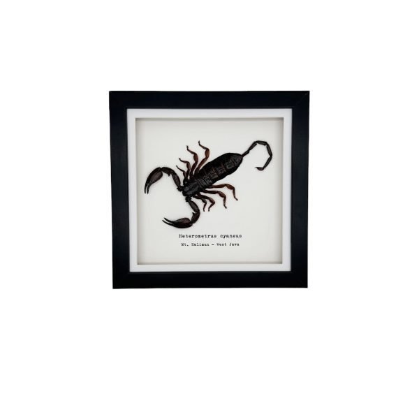 Giant Forest Scorpion (Heterometrus cyaneus) Framed Specimen - TaxidermyArtistry Giant Forest Scorpion (Heterometrus cyaneus) Framed Specimen - TaxidermyArtistry