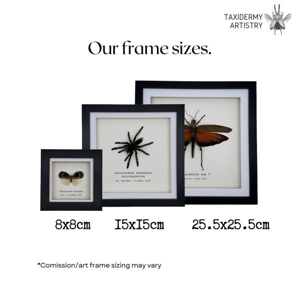 Giant Forest Scorpion (Heterometrus cyaneus) Framed Specimen - TaxidermyArtistry Giant Forest Scorpion (Heterometrus cyaneus) Framed Specimen - TaxidermyArtistry