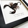 Giant Forest Scorpion (Heterometrus cyaneus) Framed Specimen - TaxidermyArtistry Giant Forest Scorpion (Heterometrus cyaneus) Framed Specimen - TaxidermyArtistry