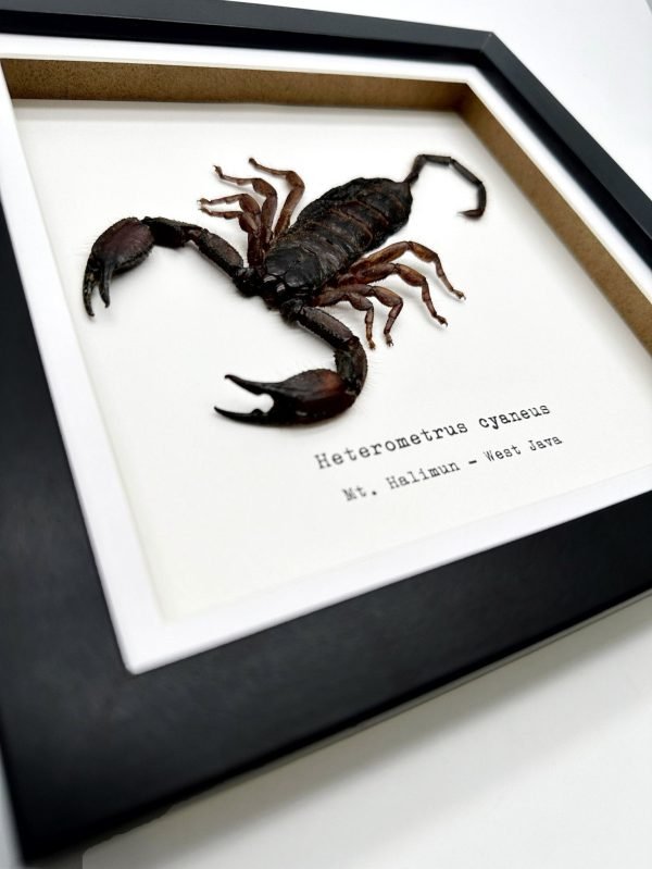Giant Forest Scorpion (Heterometrus cyaneus) Framed Specimen - TaxidermyArtistry Giant Forest Scorpion (Heterometrus cyaneus) Framed Specimen - TaxidermyArtistry