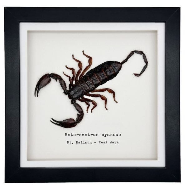 Giant Forest Scorpion (Heterometrus cyaneus) Framed Specimen - TaxidermyArtistry Giant Forest Scorpion (Heterometrus cyaneus) Framed Specimen - TaxidermyArtistry