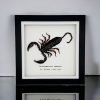 Giant Forest Scorpion (Heterometrus cyaneus) Framed Specimen - TaxidermyArtistry Giant Forest Scorpion (Heterometrus cyaneus) Framed Specimen - TaxidermyArtistry