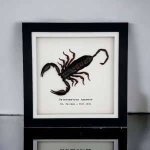 Giant Forest Scorpion (Heterometrus cyaneus) Framed Specimen - TaxidermyArtistry