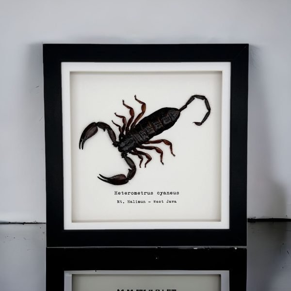 Giant Forest Scorpion (Heterometrus cyaneus) Framed Specimen - TaxidermyArtistry Giant Forest Scorpion (Heterometrus cyaneus) Framed Specimen - TaxidermyArtistry