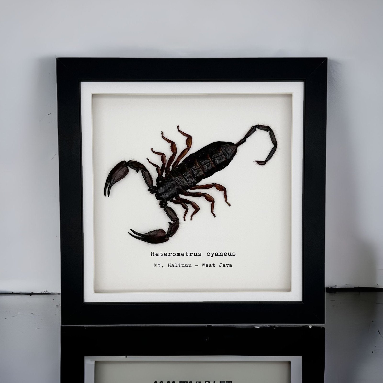 Giant Forest Scorpion (Heterometrus cyaneus) Framed Specimen