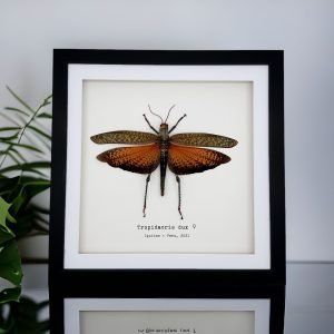 Giant Grasshopper (Tropidacris dux) Framed Specimen - TaxidermyArtistry