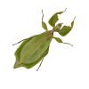 Giant Green Leaf Insect (Cryptophyllium westwoodii) (F) - TaxidermyArtistry Giant Green Leaf Insect (Cryptophyllium westwoodii) (F) - TaxidermyArtistry