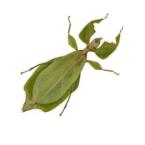 Giant Green Leaf Insect (Cryptophyllium westwoodii) (F) - TaxidermyArtistry