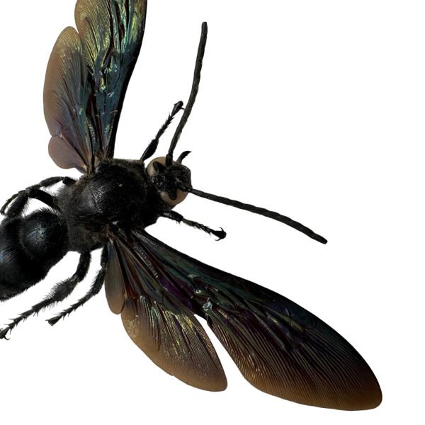 Giant Iridescent Hornet (Megascolia velutina duclais) - TaxidermyArtistry Giant Iridescent Hornet (Megascolia velutina duclais) - TaxidermyArtistry