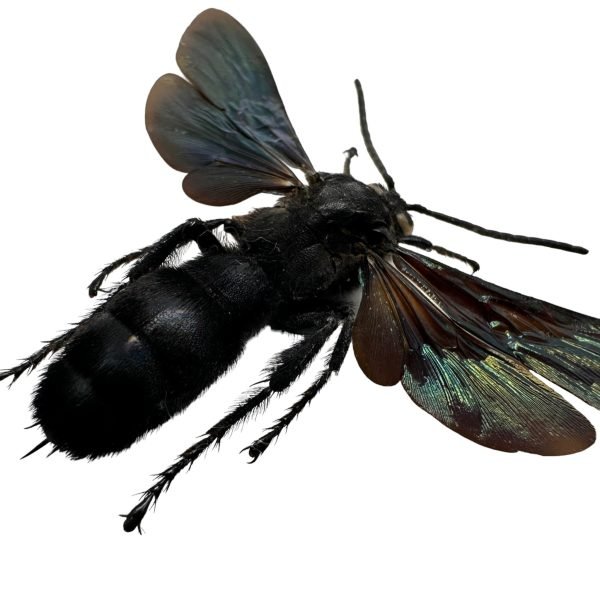 Giant Iridescent Hornet (Megascolia velutina duclais) - TaxidermyArtistry Giant Iridescent Hornet (Megascolia velutina duclais) - TaxidermyArtistry