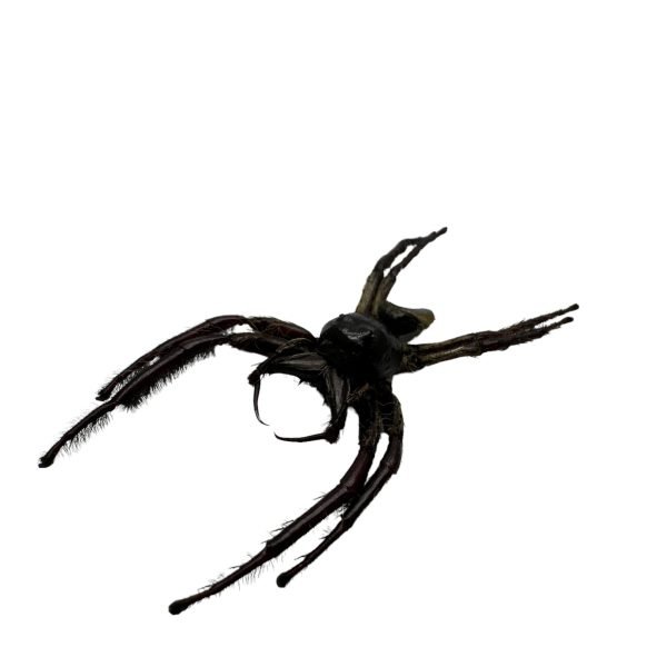 Giant Jumping Spider (Hyllus giganteus) - TaxidermyArtistry Giant Jumping Spider (Hyllus giganteus) - TaxidermyArtistry