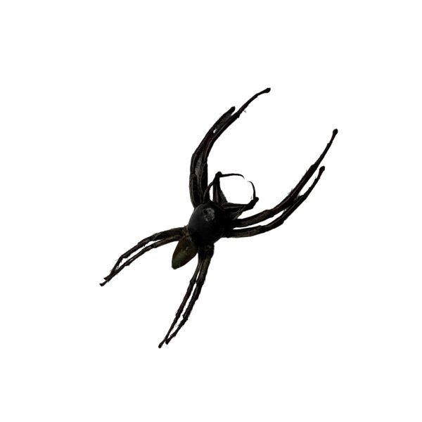 Giant Jumping Spider (Hyllus giganteus) - TaxidermyArtistry Giant Jumping Spider (Hyllus giganteus) - TaxidermyArtistry