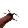 Giant Jumping Spider (Hyllus giganteus) - TaxidermyArtistry Giant Jumping Spider (Hyllus giganteus) - TaxidermyArtistry