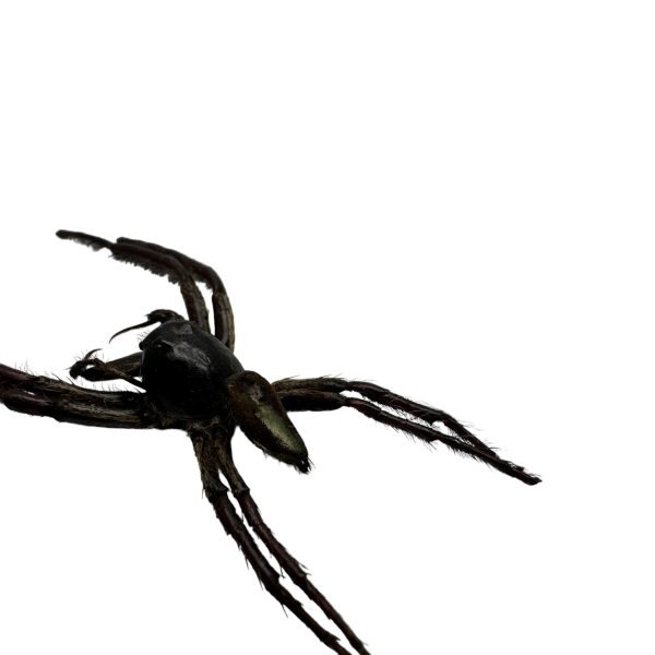 Giant Jumping Spider (Hyllus giganteus) - TaxidermyArtistry Giant Jumping Spider (Hyllus giganteus) - TaxidermyArtistry