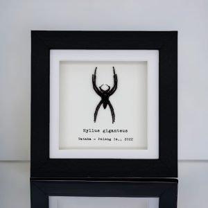 Giant Jumping Spider (Hyllus giganteus) Framed Specimen - TaxidermyArtistry