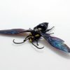 Giant Mega Wasp Megascolia Procer Javanensis Specimen - TaxidermyArtistry