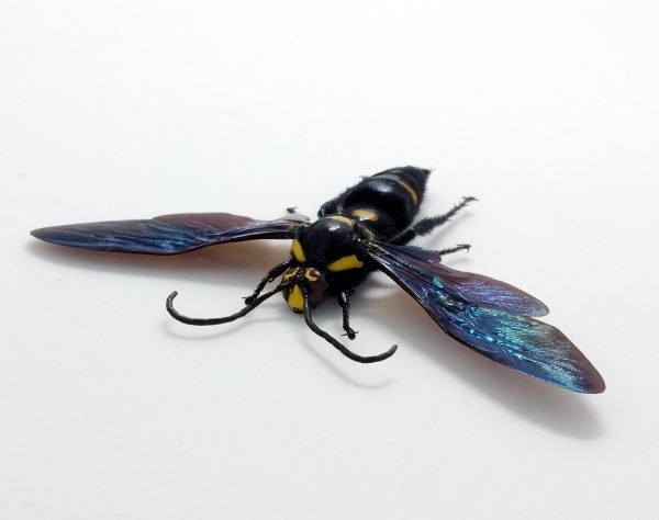 Giant Mega Wasp Megascolia Procer Javanensis Specimen - TaxidermyArtistry