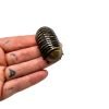 Giant Pill Millipede (Sp8) - TaxidermyArtistry Giant Pill Millipede (Sp8) - TaxidermyArtistry