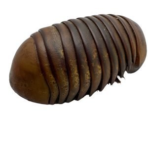 Giant Pill Millipedes (Sphaeropoeus lugubris) - TaxidermyArtistry Giant Pill Millipedes (Sphaeropoeus lugubris) - TaxidermyArtistry