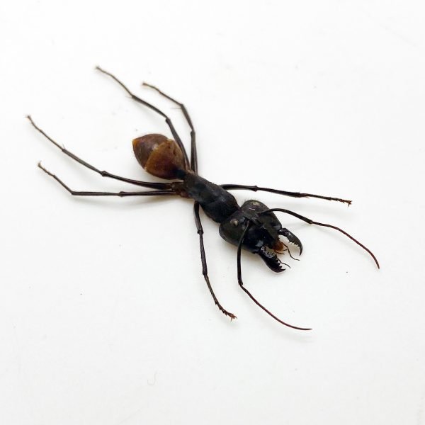 Giant Soldier Ant (camponotus gigas) (SPREAD) - TaxidermyArtistry Giant Soldier Ant (camponotus gigas) (SPREAD) - TaxidermyArtistry