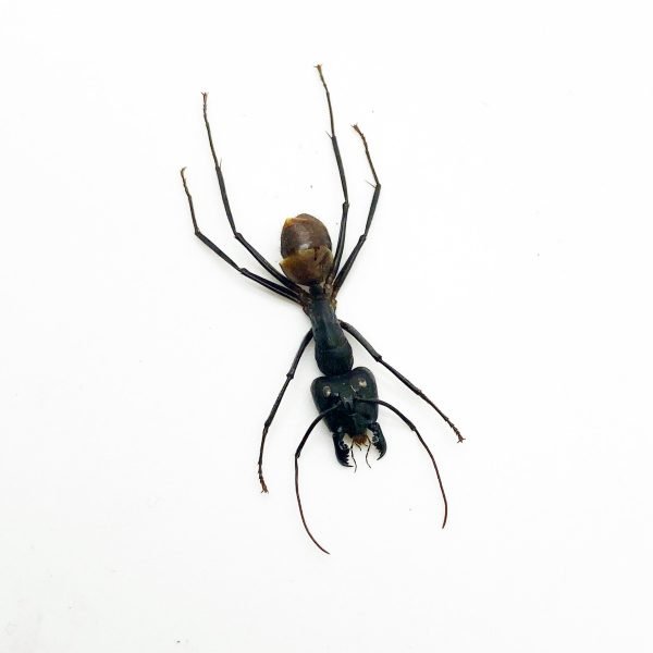 Giant Soldier Ant (camponotus gigas) (SPREAD) - TaxidermyArtistry Giant Soldier Ant (camponotus gigas) (SPREAD) - TaxidermyArtistry