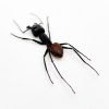 Giant Soldier Ant (camponotus gigas) (SPREAD) - TaxidermyArtistry Giant Soldier Ant (camponotus gigas) (SPREAD) - TaxidermyArtistry